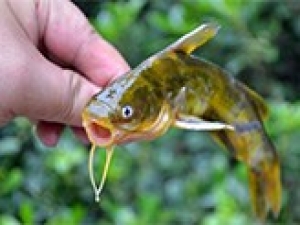江蘇省新增黃顙魚和青蝦國(guó)家級(jí)水產(chǎn)種質(zhì)資源保護(hù)區(qū)